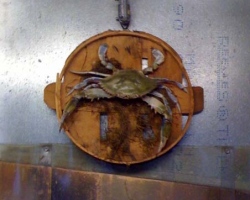 Jumbo Crab at Norris Seafood